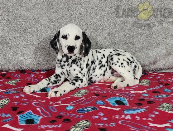 Dalmatian Puppies For Sale Image eClassifieds4u