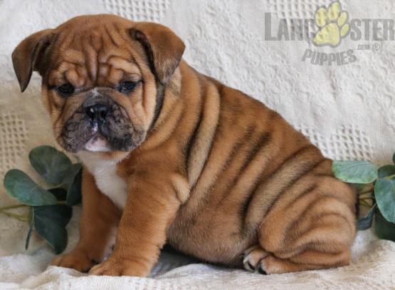 English Bulldog Puppies For Sale Image eClassifieds4u