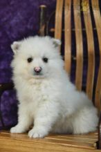 American Eskimo Puppies For Sale Image eClassifieds4U