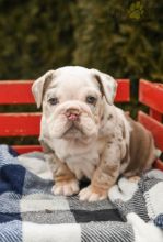English Bulldog Puppies For Sale Image eClassifieds4U