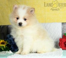 Pomeranian Puppies For Sale Image eClassifieds4U