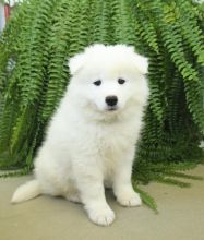 Samoyed Puppies For Sale Image eClassifieds4U