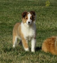 Shetland Sheepdog Puppies For Sale Image eClassifieds4U