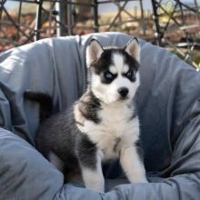 Siberian Husky Puppies For Sale Image eClassifieds4U