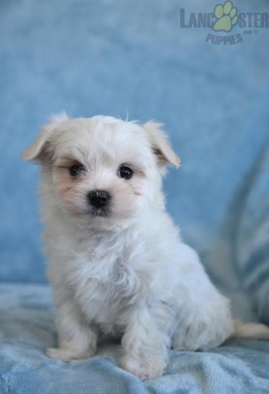 Maltese Puppies For Sale Image eClassifieds4u