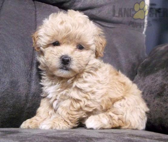 Maltipoo Puppies For Sale Image eClassifieds4u