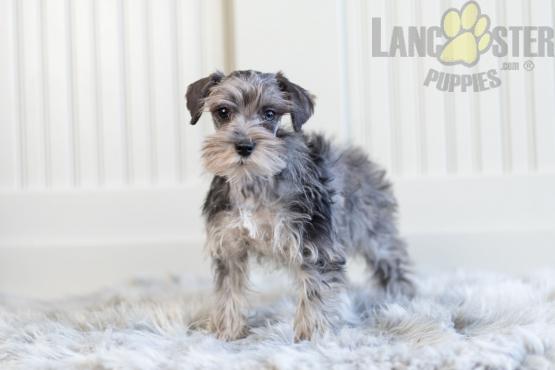 Miniature Schnauzer Puppies For Sale Image eClassifieds4u