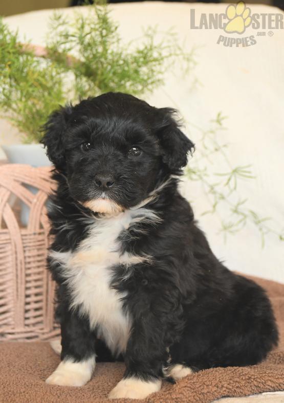 Portuguese Water Dog For Sale Image eClassifieds4u