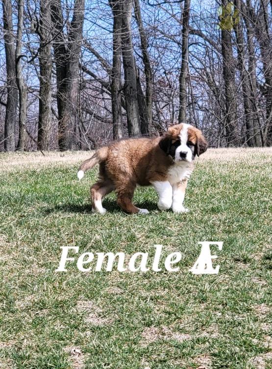 Saint Bernard Puppies For Sale Image eClassifieds4u