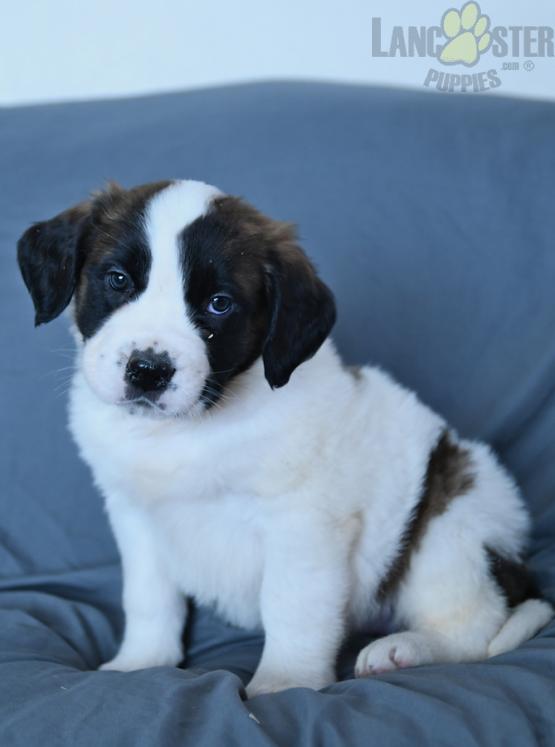 Saint Bernard Puppies For Sale Image eClassifieds4u