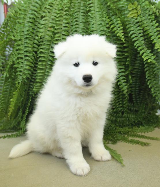 Samoyed Puppies For Sale Image eClassifieds4u