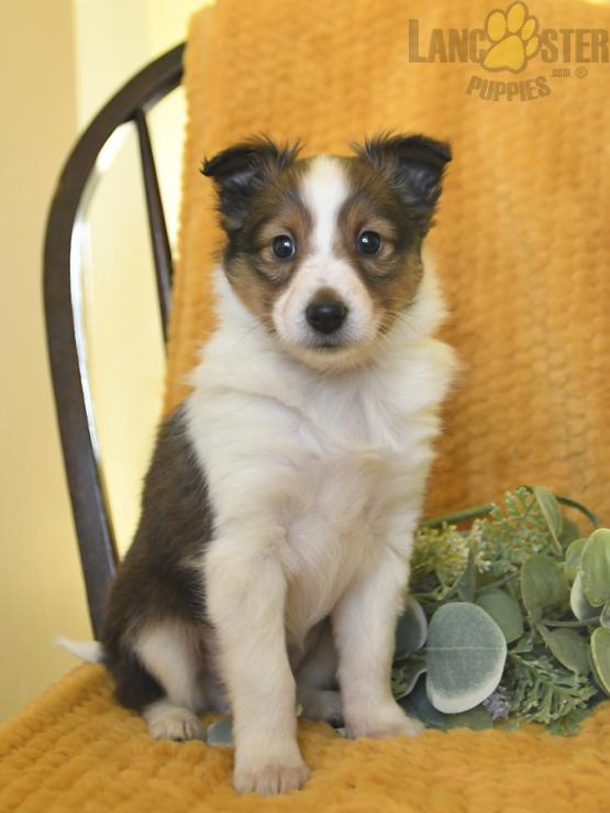 Shetland Sheepdog Puppies For Sale Image eClassifieds4u