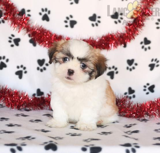 Shih Tzu Puppies For Sale Image eClassifieds4u