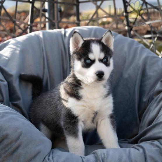 Siberian Husky Puppies For Sale Image eClassifieds4u