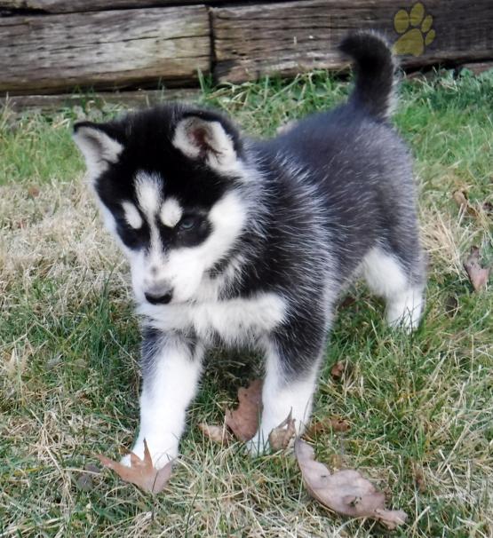 Siberian Husky Puppies For Sale Image eClassifieds4u