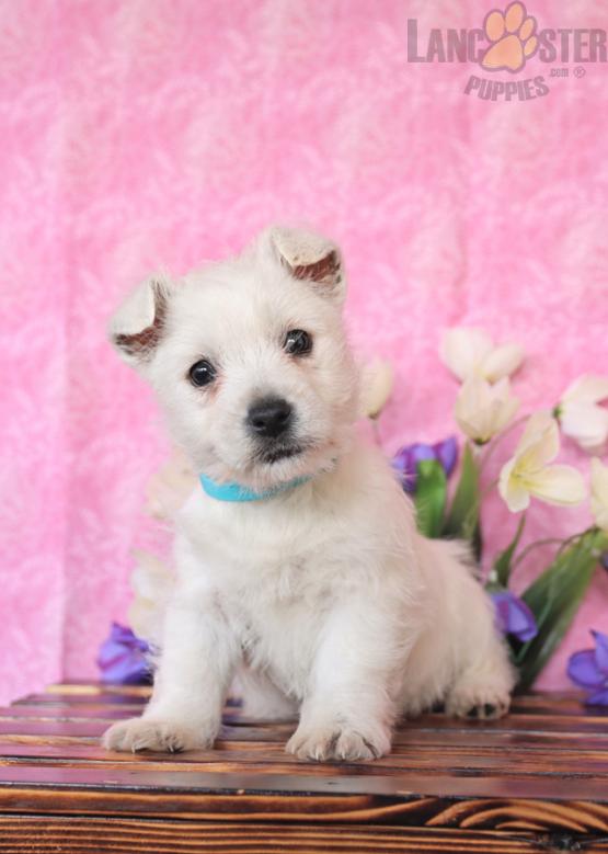 West Highland White Terrier Puppies For Sale Image eClassifieds4u