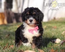 Bernedoodle Puppies For Sale