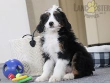 Bernedoodle Puppies For Sale