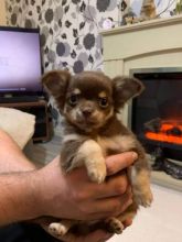 C.K.C MALE AND FEMALE CHIHUAHUA PUPPIES AVAILABLE (neolmarkride@gmail.com)