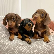 2 Dachsund Puppies for adoption (ernestjovette@gmail.com)
