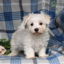 Maltese Puppies For Sale