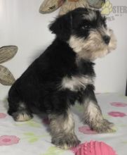 Miniature Schnauzer Puppies For Sale