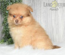 Pomeranian Puppies For Sale