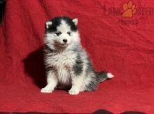 Pomsky Puppies For Sale