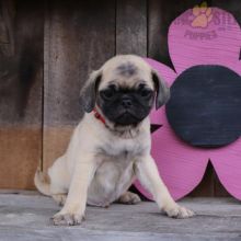 Pug Puppies For Sale