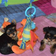 Two Teacup YORKIE Puppies Need a New Family (jmalin882@gmail.com)