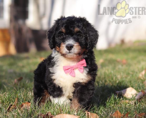Bernedoodle Puppies For Sale Image eClassifieds4u