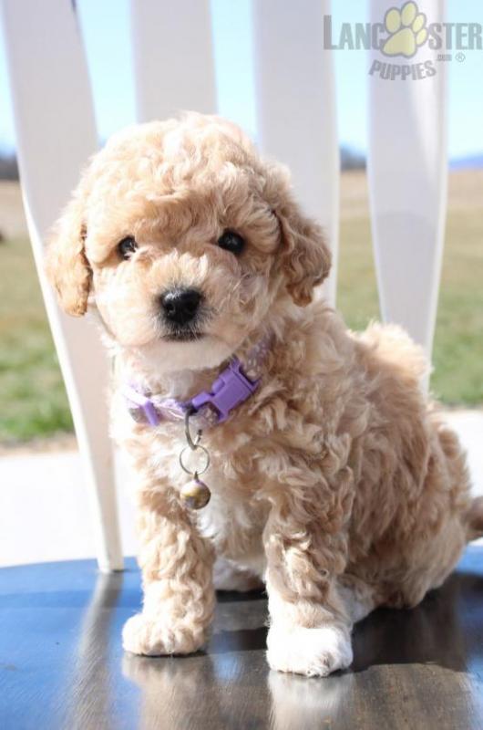 Bichpoo Puppies For Sale Image eClassifieds4u