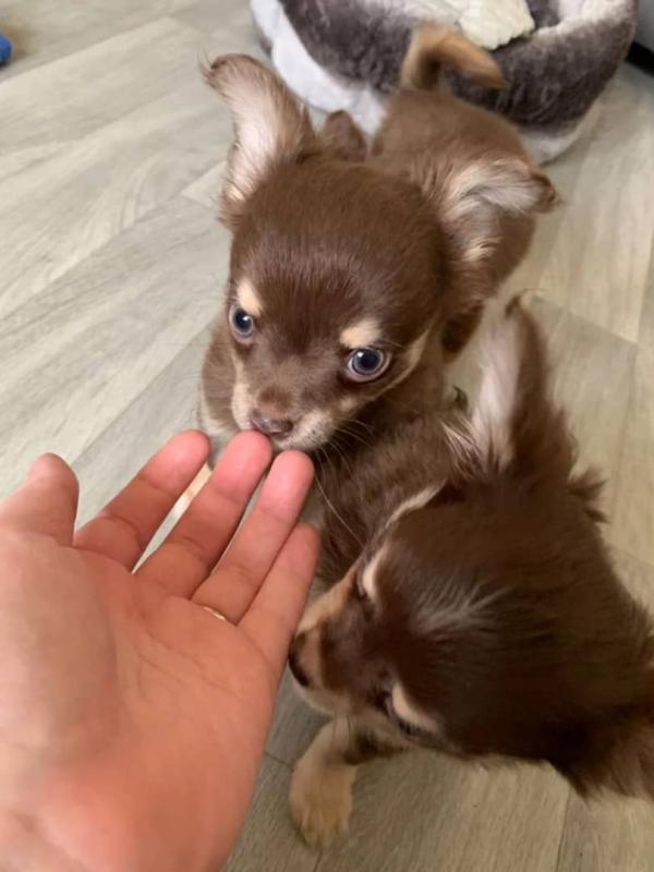 C.K.C MALE AND FEMALE CHIHUAHUA PUPPIES AVAILABLE (neolmarkride@gmail.com) Image eClassifieds4u