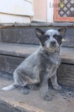 Blue Heeler Puppies For Sale Image eClassifieds4U