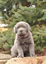 Cane Corso (Italian Mastiff) Puppies For Sale Image eClassifieds4U