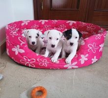 Jack russell puppies (tylerkicks56@gmail.com) Image eClassifieds4u 1