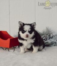 Pomsky Puppies For Sale Image eClassifieds4U