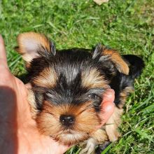 Two Teacup YORKIE Puppies Need a New Family (jmalin882@gmail.com) Image eClassifieds4u 1