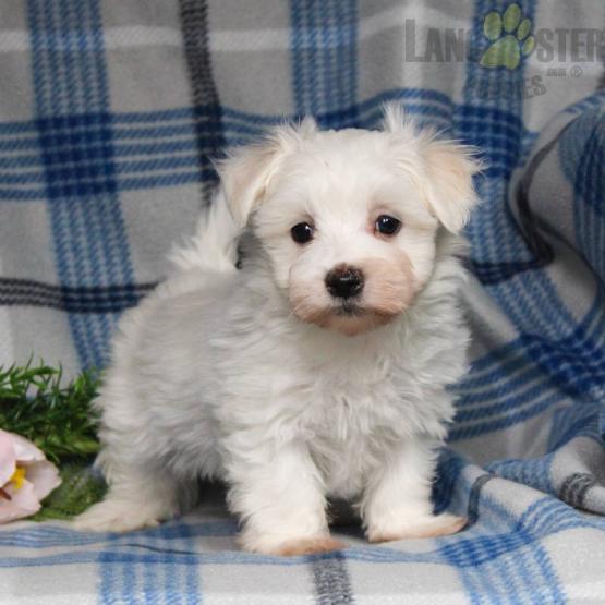 Maltese Puppies For Sale Image eClassifieds4u