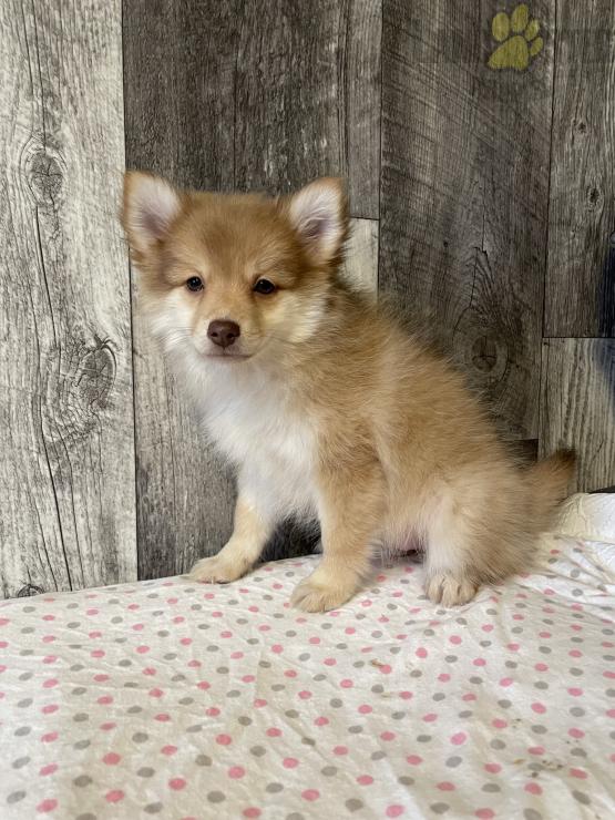 Pomeranian Puppies For Sale Image eClassifieds4u