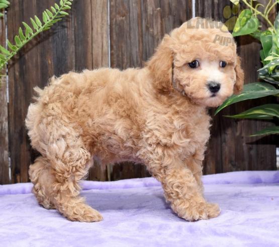 Toy Poodle Puppies For Sale Image eClassifieds4u