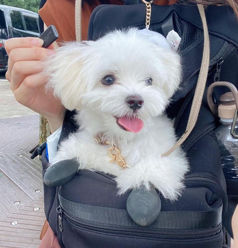 🟥🍁🟥 HYPOALLERGENIC MALTESE PUPPIES 💗💕💗 SEEKING A LOVING HOME✅💯✈️ Image eClassifieds4u