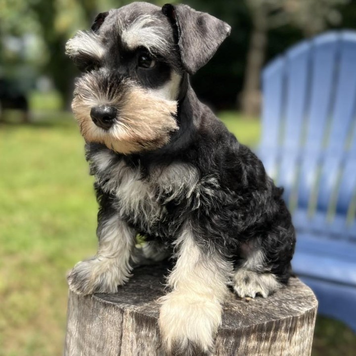 🟥🍁🟥 PEDIGREE CKC 🐕🐶 MINIATURE SCHNAUZER PUPPIES 🟥🍁🟥 Image eClassifieds4u