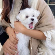 🟥🍁🟥 HYPOALLERGENIC MALTESE PUPPIES 💗💕💗 SEEKING A LOVING HOME✅💯✈️