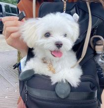 🟥🍁🟥 HYPOALLERGENIC MALTESE PUPPIES 💗💕💗 SEEKING A LOVING HOME✅💯✈️