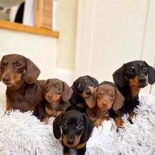 🟥🍁🟥 MINIATURE DACHSHUND 💗💕💗 PUPPIES AVAILABLE ✅💯✈️