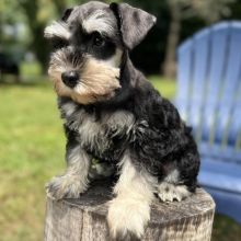 🟥🍁🟥 PEDIGREE CKC 🐕🐶 MINIATURE SCHNAUZER PUPPIES 🟥🍁🟥