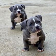 Adorable male and female Blue nose pitbull puppies for adoption (nezivasco9@gmail.com)