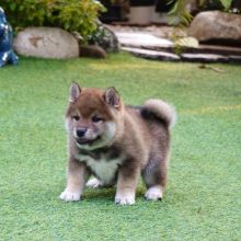 Healthy Male and Female SHIBA INU Puppies Available For Adoption (rebecajohnson249@gmail.com)v