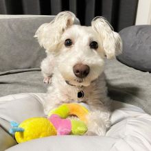 🟥🍁🟥 PEDIGREE CKC 🐕🐶 MINIATURE SCHNAUZER PUPPIES 🟥🍁🟥 Image eClassifieds4u 2